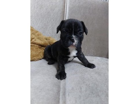 Fransız bulldog yavrular