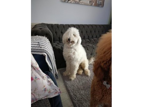 1 yaşında erkek standart poodle ücretsiz