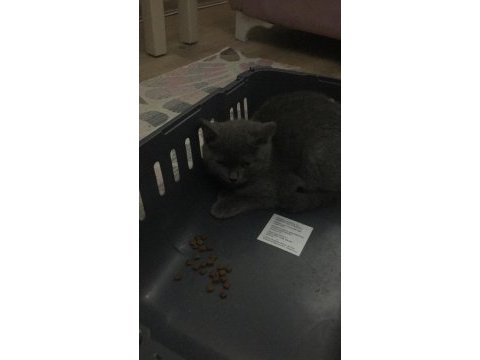 Çok uysal 3 aylık british shorthair