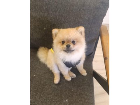 2 yaşındaki pomeranian boo oğlumuzu veriyoruz