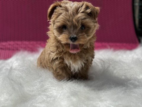 Show kalite tea cup morkie yavrumuz ziyatere açık