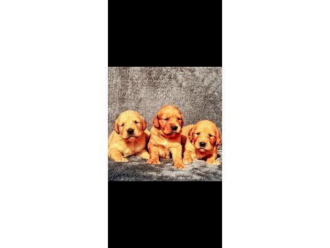 Golden retriever yavrularımız