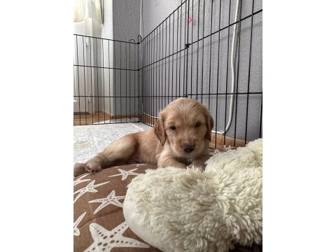 45 günlük ingiliz cocker izmir menemen