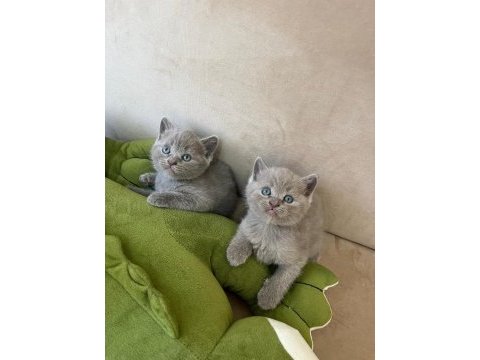 British shorthair kediler