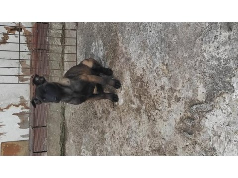Yavru malinois köpekler