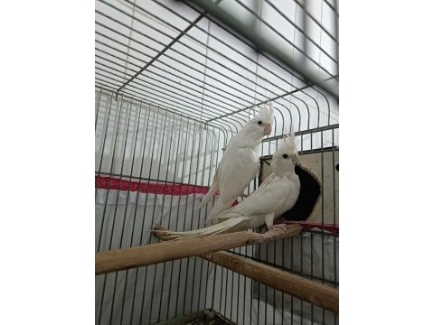 Albino takım sultan papağanı erkeği konuşur