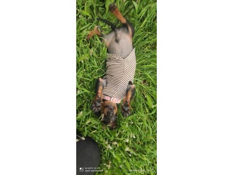 Dachshund ücretli sahiplendirilecektir