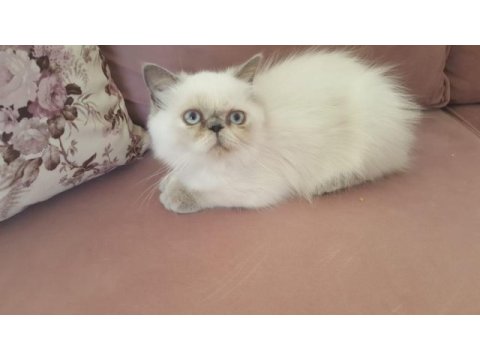 İri göz iran kedisi