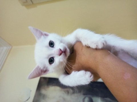 Minik patiler scottish fold