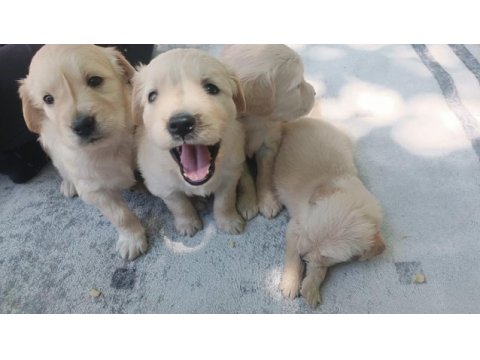 Çok güzel golden retriever bebekler