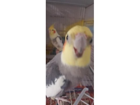 Sağlıklı aile dostu sultan papağanları ev beslemesi