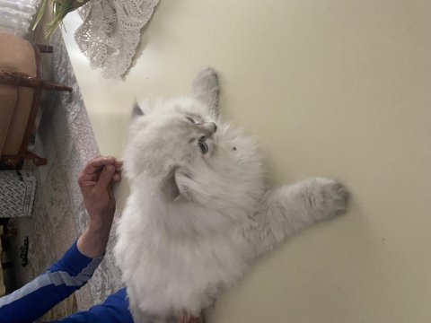 Acil vereceğim british longhair