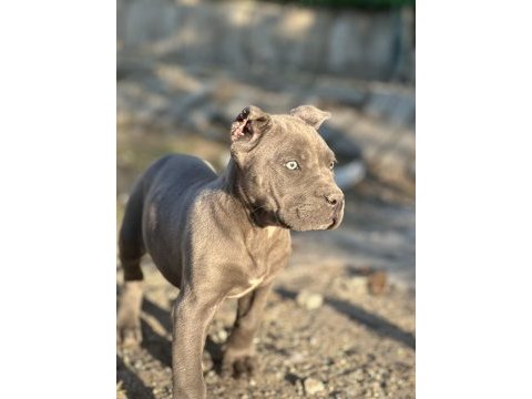 A kalite cane corso
