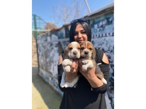 Elizabet dişi beagle yavrularım