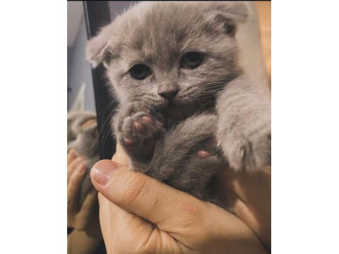 Güzel scottish fold yavrular sıcak yuvasına gitmeye hazır