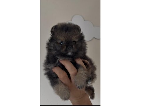 Pomeranian boo orjinal ayı surat sable wolf