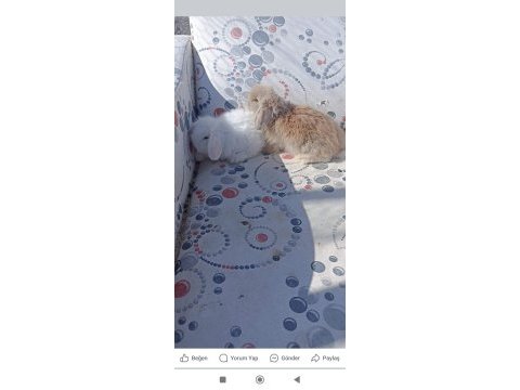 Hollanda teddy lop tavşan yavruları