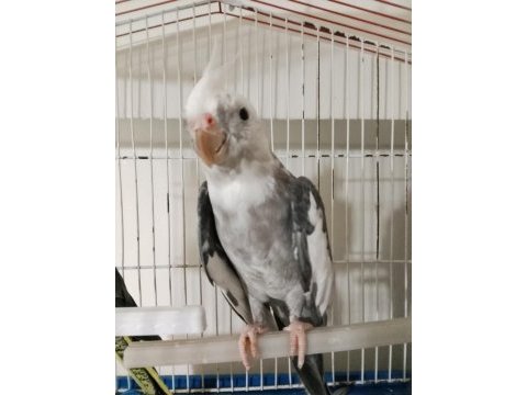 Çift damızlık grenwiff sultan papağanı