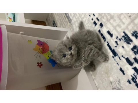 Uyguna verilecek british longhair orjinal ırk
