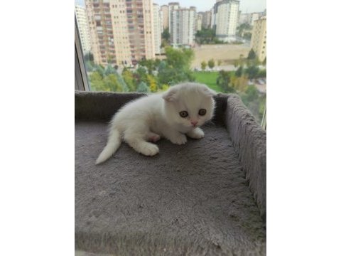 Yavru cins kedi uygun puanlı