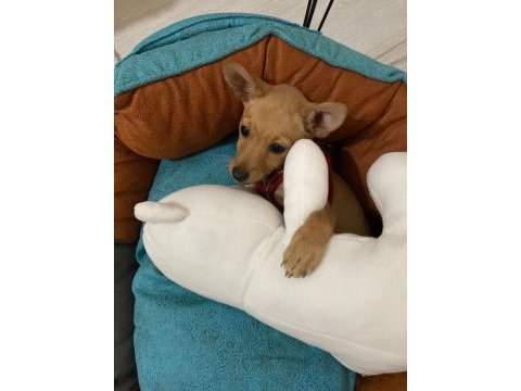 4 aylık pinscher
