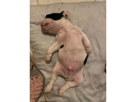 1 erkek ve 1 dişi 1 aylık yavru french bulldoglar