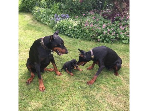 A kalite doberman yavruları