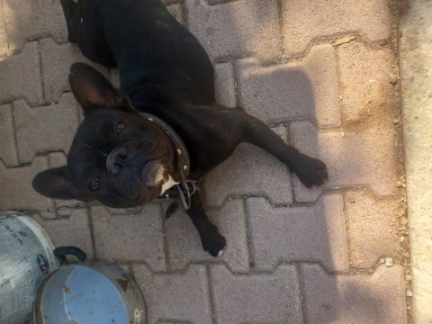 French bulldog 1 yaşında