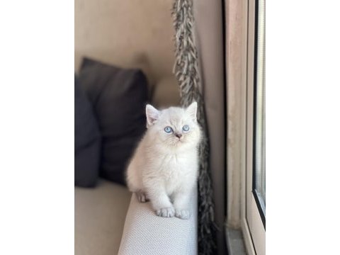 Safkan silver point british shorthair yavrum