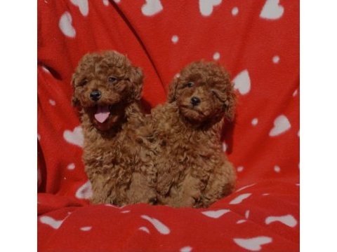 Toy poodle ırkının en güzeli mükemmel yavrular