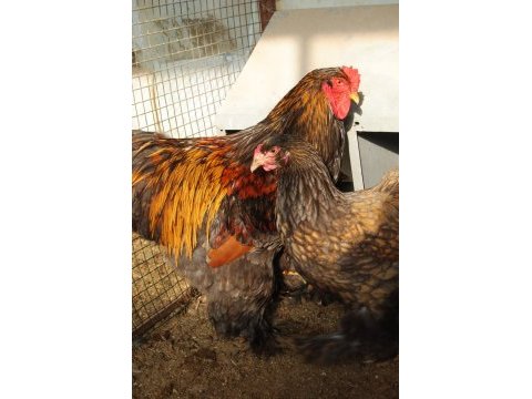 Gold laced brahma kuluçkalık yumurta & civciv