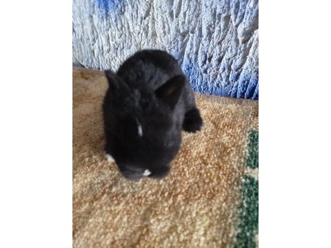Netherland dwarf hollanda cücesi tavşan