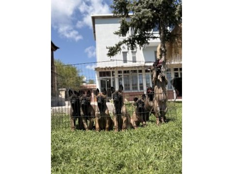 Belçika malinois yavrular