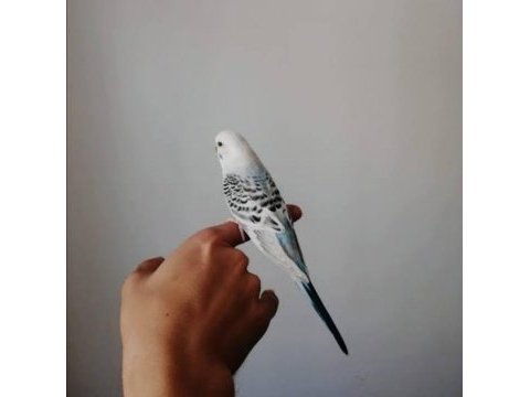 Orjinal teksas muhabbet kuşu