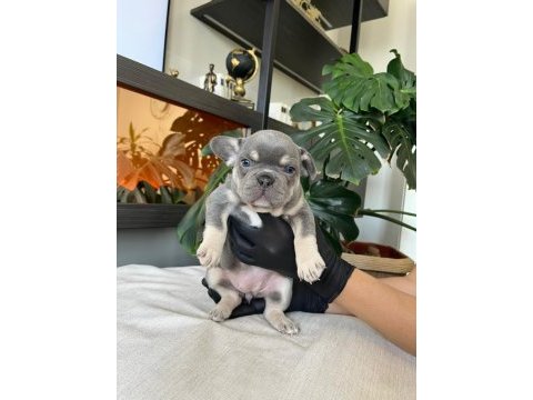 Rengarenk french bulldog yavrularım egzotik