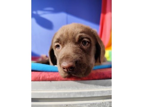 Üreticiden a plus kalite labrador yavrular