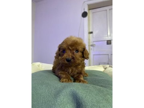 Red brown toy poodle puppıes 2