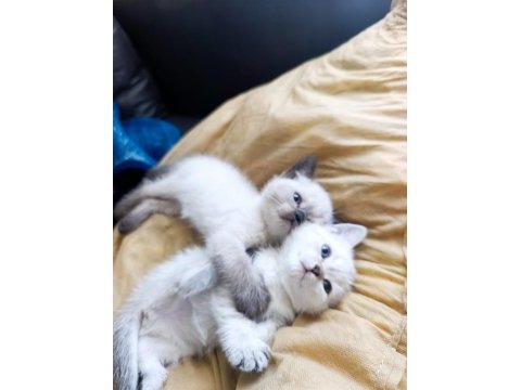 British shorthair kediler