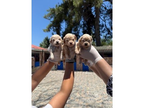 Maltipoo yavrularımız ruhsatlı çiftliğinden