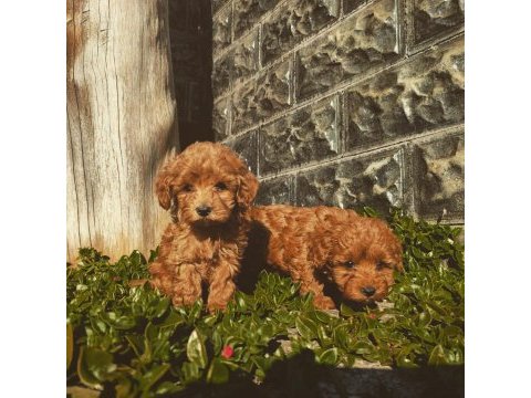 Bebek yüz orjinal ister kore ister toy poodle bebekler