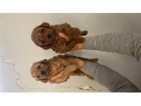 Red toy poodle bebekler