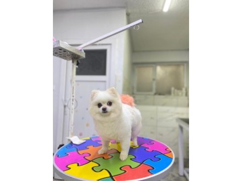 Dişi pomeranian