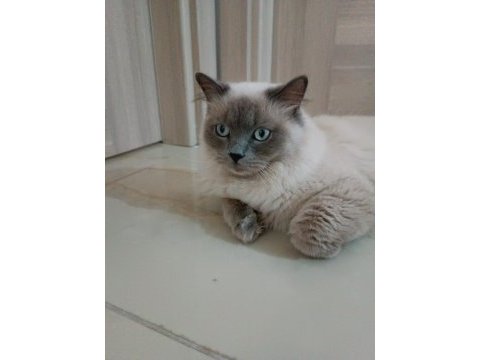 11 aylık kısırlaştırılmamış british longhair erkek kedimiz