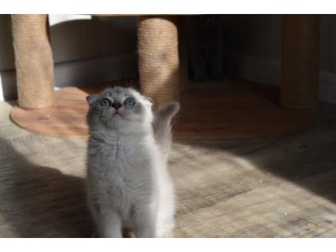 Show kalite scottish fold blue point yavrumuz