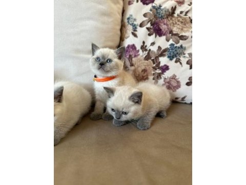 2 aylık yavru british shorthair british blue point