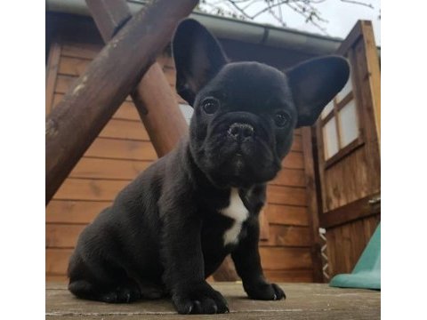 French bulldog puppy
