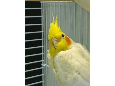 Satılık 5 aylık lutino sultan papağanı