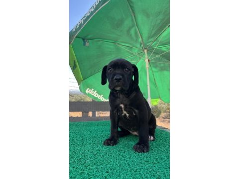 Cane corso yavrularmız