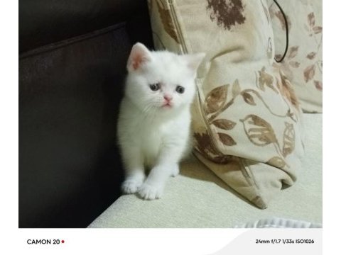 Safkan british shorthair yavru kedimiz