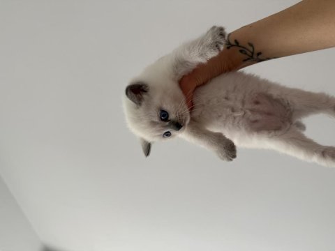 British shorthair 1 aylık